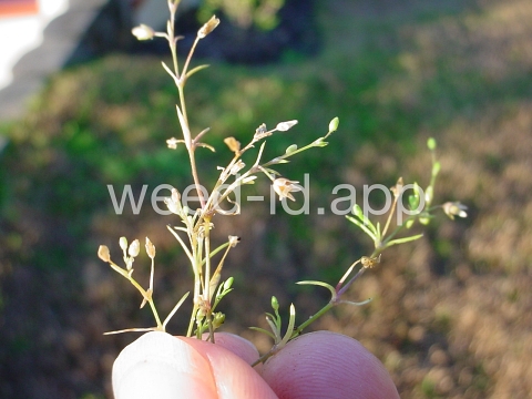pearlwort, birdseye